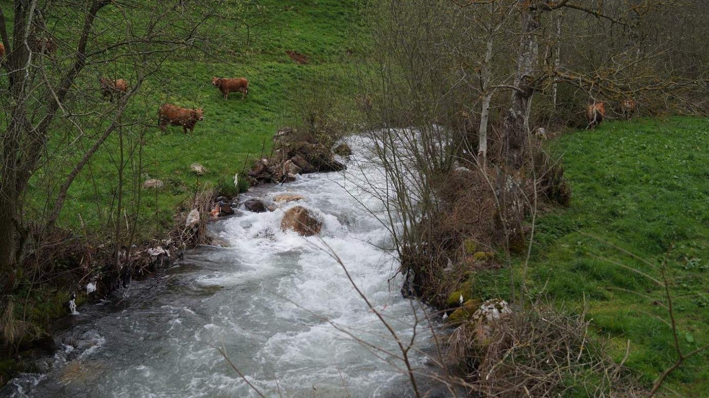 Río Pigüeña